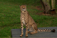 Cheetah sitting
