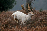 White Fallow Deer Running