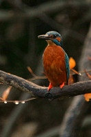 Male Kingfisher - front view