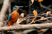 Kingfisher - looking right
