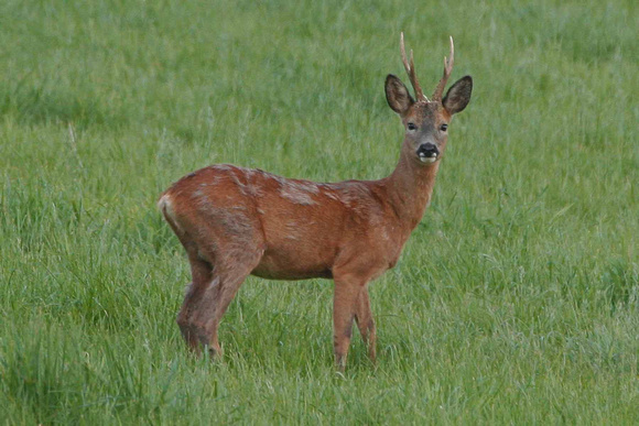 Roe Deer on Hillside