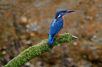 Kingfisher on moss stick