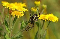Wasp Spider - Argiope bruennichi