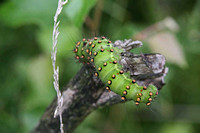 Emporer Moth caterpillar