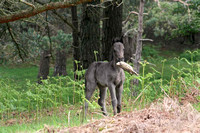 New Forest Foal