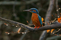 Kingfisher - looking left