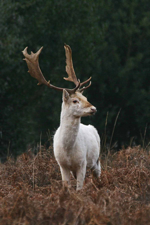 White Fallow Deer Buck