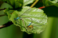 Blue-tailed Damselfly Ischnura elegans