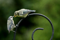 Blue Tit - Mother and baby
