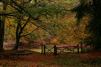 Autumn in New Forest
