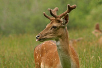 Fallow Deer poking out tongue