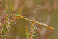 A Dragonfly at Thursley