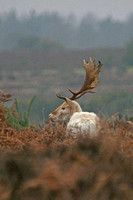 White Fallow Deer - back view