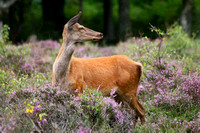 Red Deer in heather