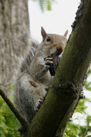 Grey Squirrel eating bourbon biscuit