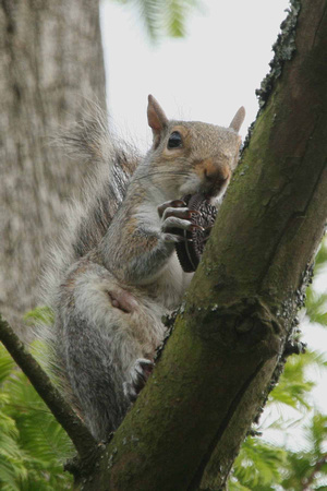 Grey Squirrel eating bourbon biscuit