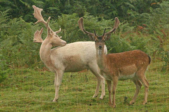 White and a Tan Fallow Deer
