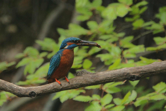 Male Kingfisher with fish