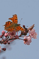 Comma Butterfly on blossom