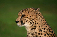 Cheetah side face