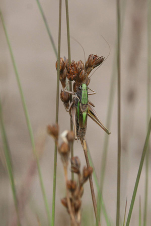 Bog Bush Cricket - Metrioptera brachyptera (male)