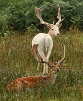Fallow Deer white & brown