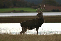 Sika stag on the marshes