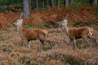Young stags - Red Deer