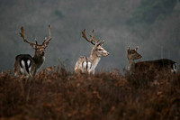 Fallow Deer 3 colours together