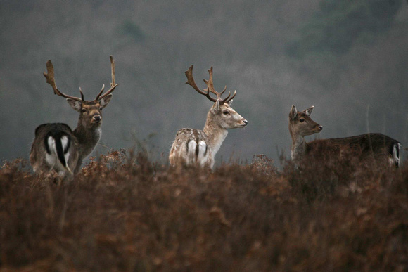 Fallow Deer 3 colours together