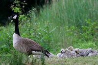 Canada Goose and chicks