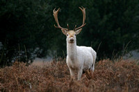White Fallow Deer New Forest