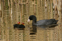 Coot and chicks