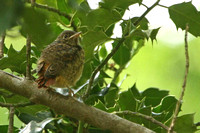 Common Redstart - Young chick
