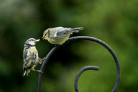 Blue Tit - Mother and baby