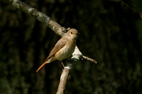 Common Redstart - Female
