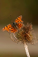 Comma Butterfly on teasel