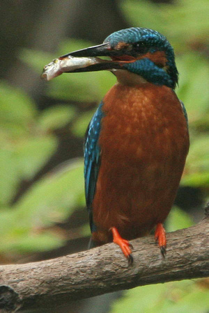 Kingfisher with fish close up