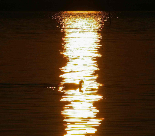 Duck in the Sunrise