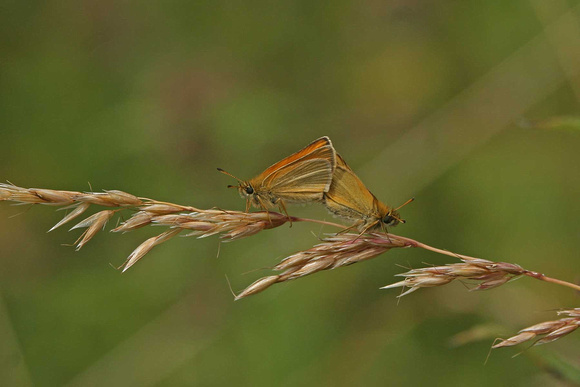 Mating skippers