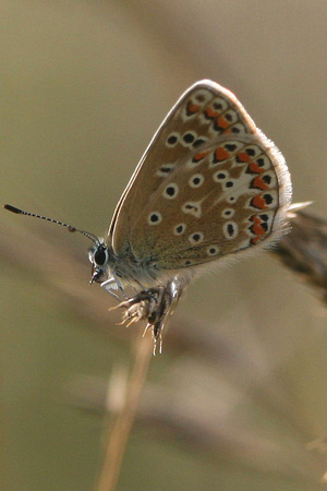Common blue - female