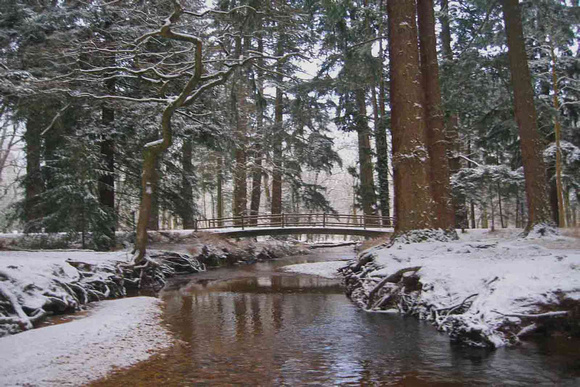 Rhinefield New Forest -Winter