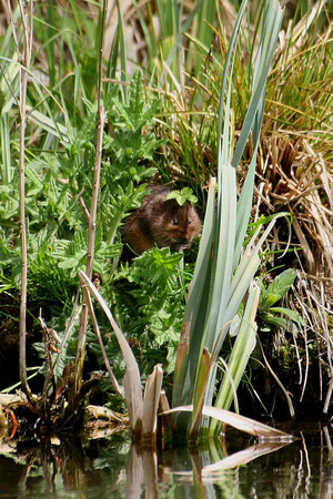 Water Vole with hat on!