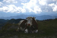 Cow with broken horn