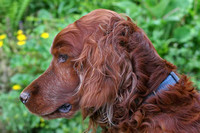 Gadget the Red Setter