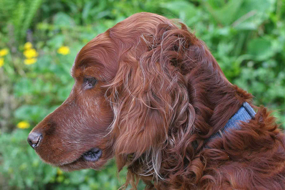 Gadget the Red Setter