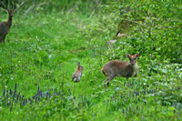 Munjac, Roe Deer & Rabbit