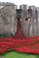 TOWER LONDON POPPIES