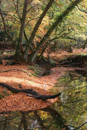 Autumn in the New Forest 2009