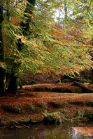 Autumn in the New Forest 2009